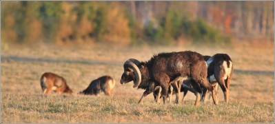 <p>MUFLON (Ovis musimon) Šluknovsko - Valdek, 2016 /Mouflon - Mufflon/ </p>